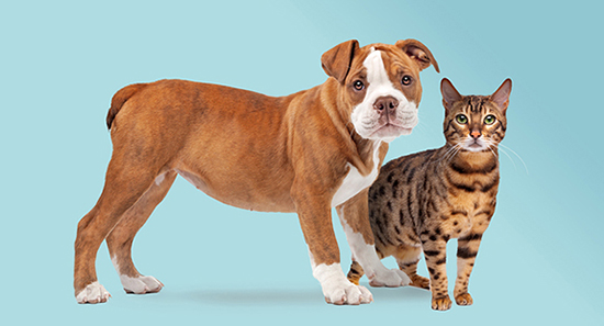 Photo of a bulldog puppy and a tabby cat.